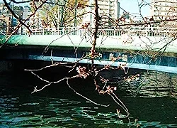 Thumbnail of post image 103